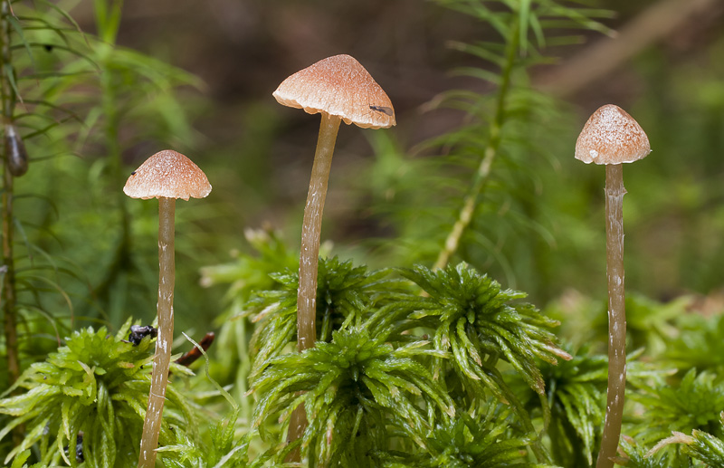 Galerina paludosa